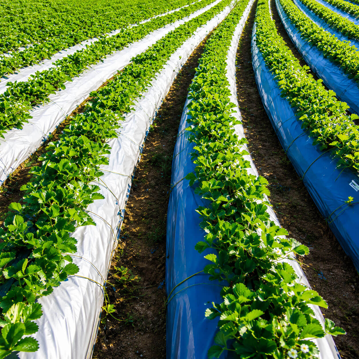 Agri Mulch product gallery image 2 thumbnail